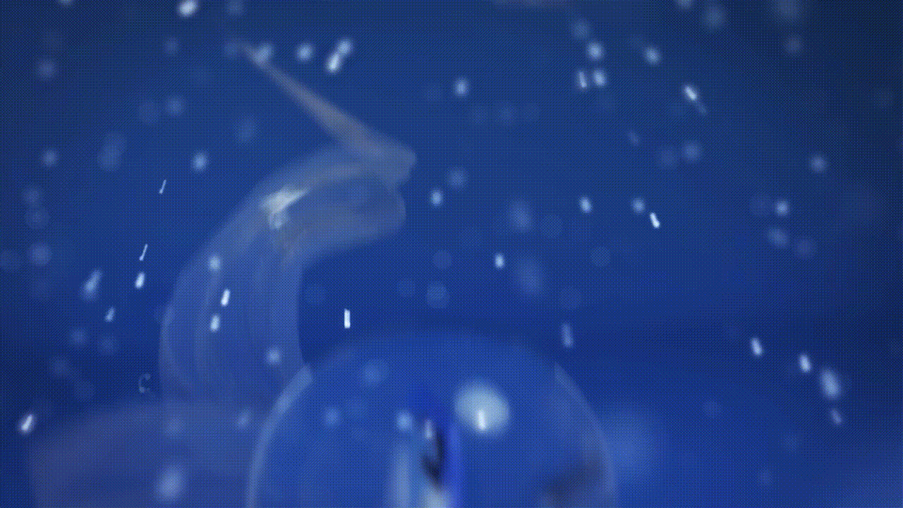 Portal federalna.ba želi vam sretnu i uspješnu 2026. godinu!